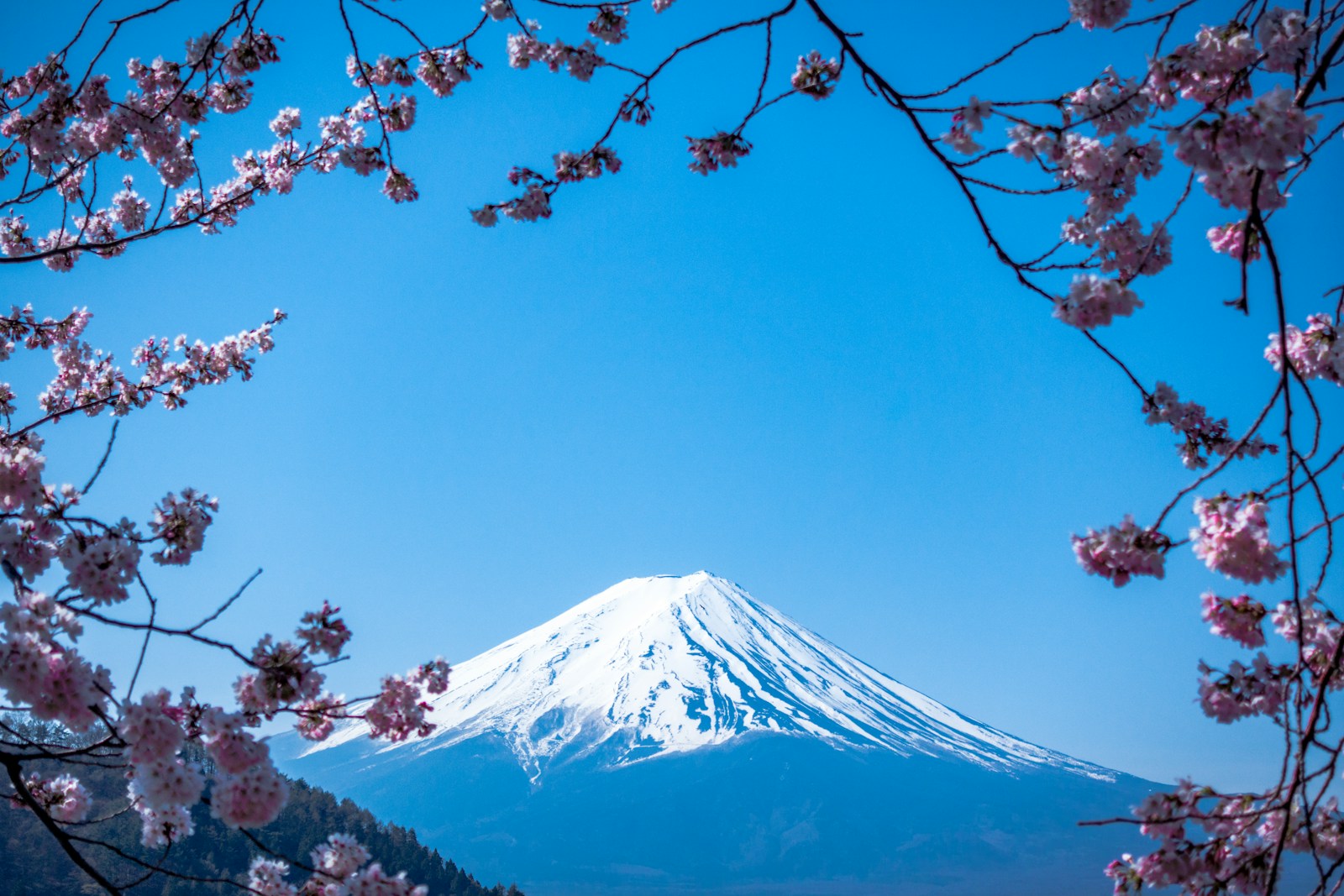 Cherry blossom and lantern-lit street at the foot of Mount Fuji at dusk, early April