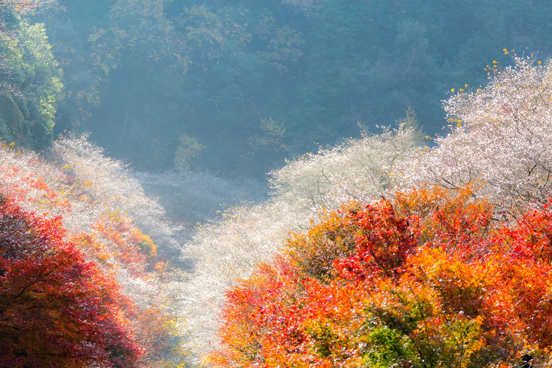 APPLE AUTUMN OF WALTZ COLORFUL OBARA KORANKEI 7D5N